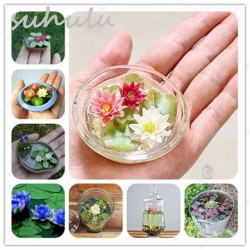 Nasiona Kwiat lotos mini water lily seeds