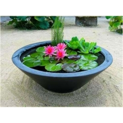 Nasiona Kwiat lotos mini water lily seeds