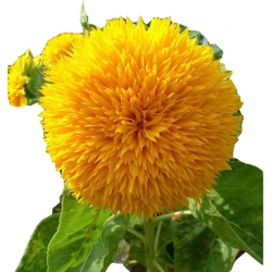 Nasiona Kwiat słońce szt.5 N74