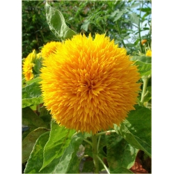 Nasiona Kwiat słońce szt.5 Nxx74