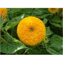 Nasiona Kwiat słońce szt.5 Nxx74