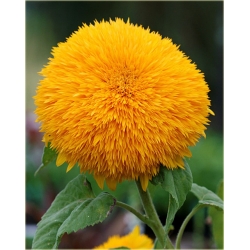 Nasiona Kwiat słońce szt.5 Nxx74