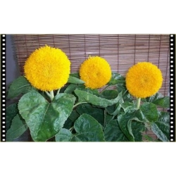 Nasiona Kwiat słońce szt.5 Nxx74
