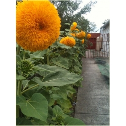 Nasiona Kwiat słońce szt.5 Nxx74