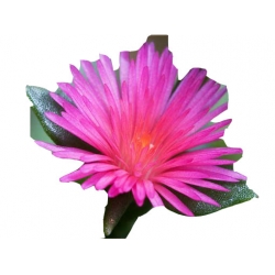 Nasiona Kwiat sukulent różowy szt.5 N272