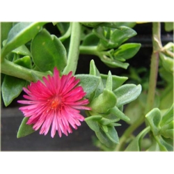 Nasiona Kwiat sukulent różowy szt.5 Nxx272
