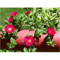Nasiona Kwiat sukulent różowy szt.5 Nxx272