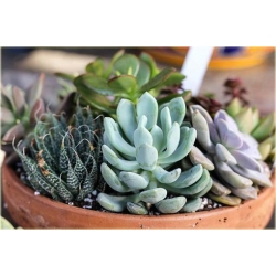 Nasiona Kwiat sukulent różowy szt.5 Nxx272