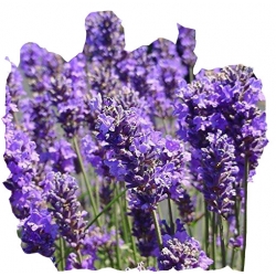 Nasiona Lawenda wąskolistna angustifolia szt.10 N346