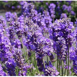 Nasiona Lawenda wąskolistna szt.10 Nxx346