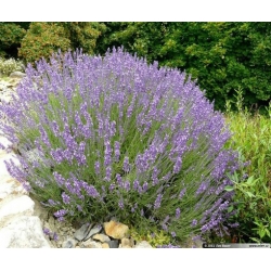 Nasiona Lawenda wąskolistna szt.10 Nxx346