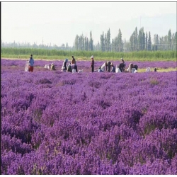 Nasiona Lawenda wąskolistna szt.10 Nxx346