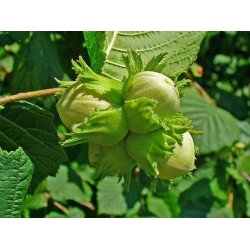 nasiona Leszczyna pospolita Corylus avellana szt5 Fore190