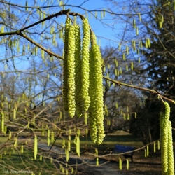 nasiona Leszczyna pospolita Corylus avellana szt5 Fore190