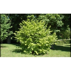 nasiona Leszczyna pospolita Corylus avellana szt5 Fore190