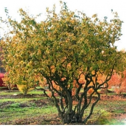 nasiona Leszczyna pospolita Corylus avellana szt5 Fore190