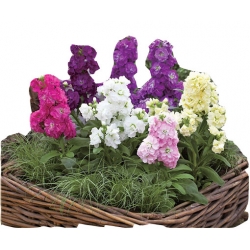 Nasiona Lewkonia letnia pachnąca mix szt. N507