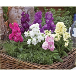 Nasiona Lewkonia letnia pachnąca mix szt. Nxx507