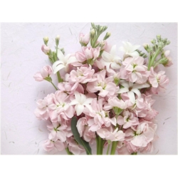 Nasiona Lewkonia letnia pachnąca mix szt. Nxx507