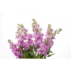 Nasiona Lewkonia letnia pachnąca mix szt. Nxx507