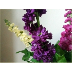 Nasiona Lewkonia letnia pachnąca mix szt. Nxx507