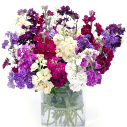 Nasiona Lewkonia letnia pachnąca mix szt. Nxx507