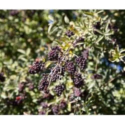 nasiona Ligustr pospolity Ligustrum vulgare szt5 Fore200