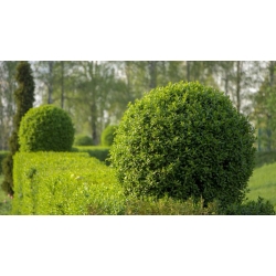 nasiona Ligustr pospolity Ligustrum vulgare szt5 Fore200