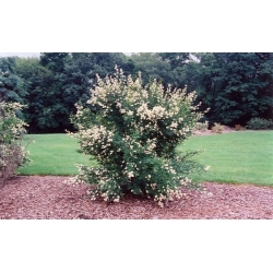 nasiona Ligustr pospolity Ligustrum vulgare szt5 Fore200