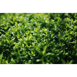 nasiona Ligustr pospolity Ligustrum vulgare szt5 Fore200