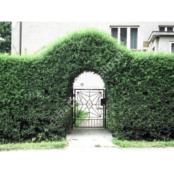 nasiona Ligustr pospolity Ligustrum vulgare szt5 Fore200