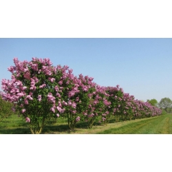 nasiona Lilak pospolity Syringa vulgaris szt5 Fore231