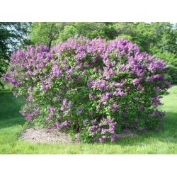 nasiona Lilak pospolity Syringa vulgaris szt5 Fore231