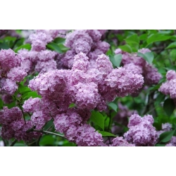 nasiona Lilak pospolity Syringa vulgaris szt5 Fore231