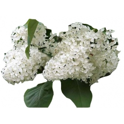 Nasiona Lilak bez biały szt.10 N419