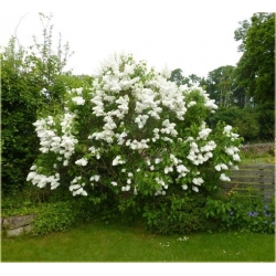 Nasiona Lilak bez biały szt.10 Nxx419