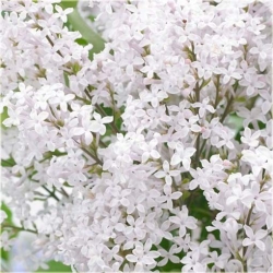 Nasiona Lilak bez biały szt.10 Nxx419