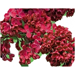 Nasiona Lilak bez czerwony szt. N416