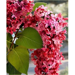 Nasiona Lilak bez czerwony szt. Nxx416