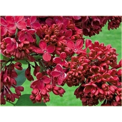 Nasiona Lilak bez czerwony szt. Nxx416