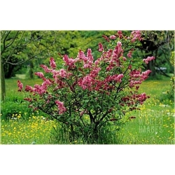 Nasiona Lilak bez czerwony szt. Nxx416