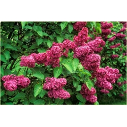 Nasiona Lilak bez czerwony szt. Nxx416