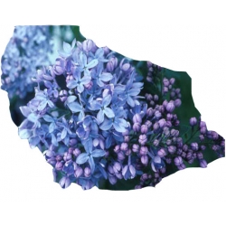 Nasiona Lilak bez niebieski szt.10 N417