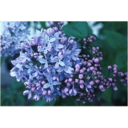 Nasiona Lilak bez niebieski szt.10 Nxx417