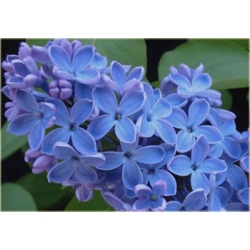 Nasiona Lilak bez niebieski szt.10 Nxx417