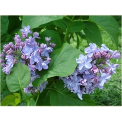 Nasiona Lilak bez niebieski szt.10 Nxx417