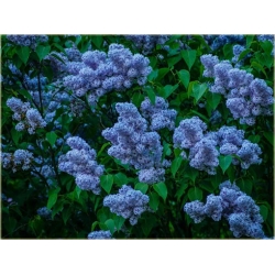 Nasiona Lilak bez niebieski szt.10 Nxx417