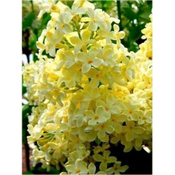 Nasiona Lilak bez żółty szt.10 Nxx418