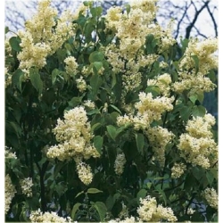 Nasiona Lilak bez żółty szt.10 Nxx418