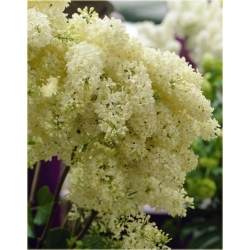 Nasiona Lilak bez żółty szt.10 Nxx418